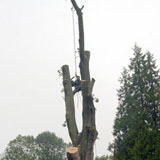 Cyprien Meskens, abattage, élagage d'arbres, pose de clôtures, création pelouse, pavage