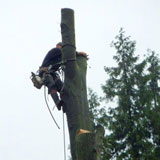 Cyprien Meskens, abattage, élagage d'arbres, pose de clôtures, création pelouse, pavage