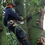 Cyprien Meskens, abattage, élagage d'arbres, pose de clôtures, création pelouse, pavage