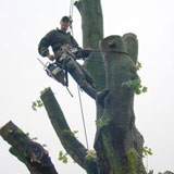 Cyprien Meskens, abattage, élagage d'arbres, pose de clôtures, création pelouse, pavage