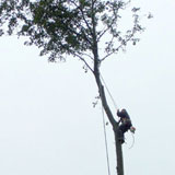 Cyprien Meskens, abattage, élagage d'arbres, pose de clôtures, création pelouse, pavage