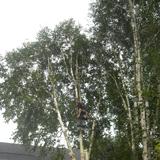 Cyprien Meskens, abattage, élagage d'arbres, pose de clôtures, création pelouse, pavage