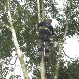 Cyprien Meskens, abattage, élagage d'arbres, pose de clôtures, création pelouse, pavage