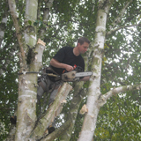 Cyprien Meskens, abattage, élagage d'arbres, pose de clôtures, création pelouse, pavage