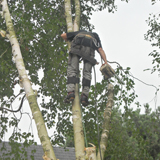 Cyprien Meskens, abattage, élagage d'arbres, pose de clôtures, création pelouse, pavage