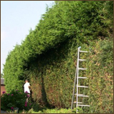 Cyprien Meskens, abattage, élagage d'arbres, pose de clôtures, création pelouse, pavage